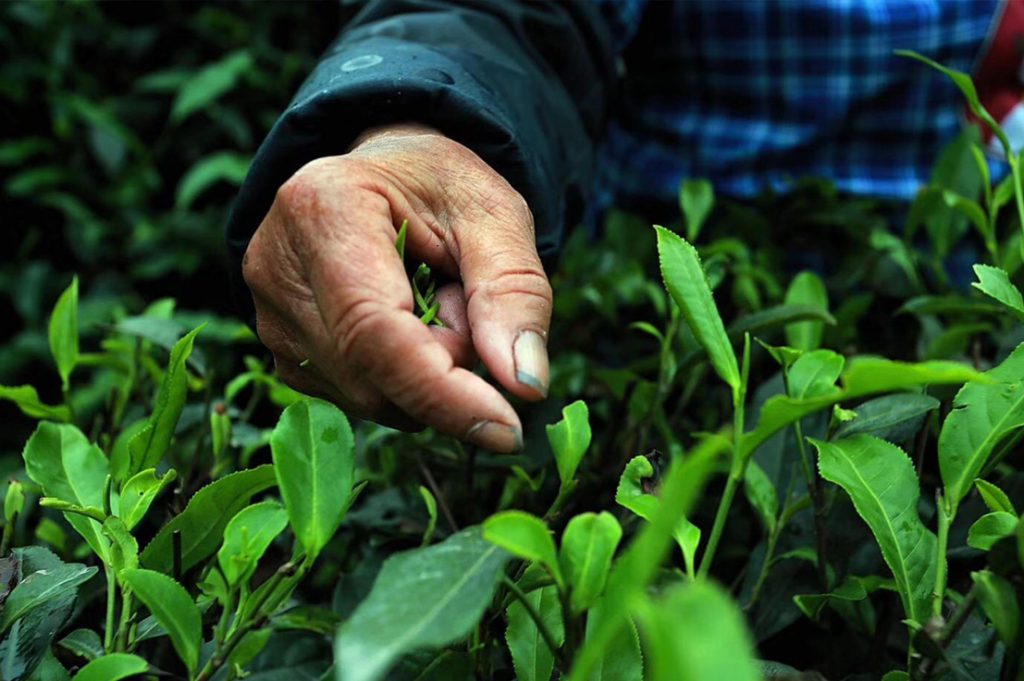 鸭屎香之王——库洛茶的变与不变