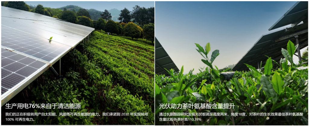 鸭屎香之王——库洛茶的变与不变